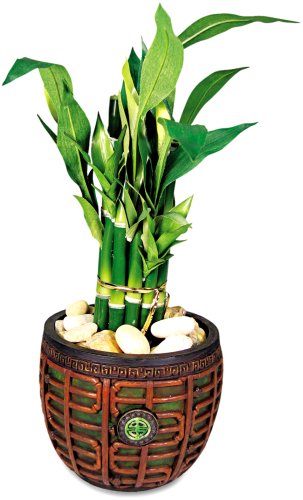 Nu-Dell T7476 Artificial Lucky Bamboo in Mahogany Jade Container, 16