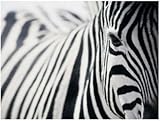 IMAGE OF Zebra Oil Painting on Canvas Hand Made Replica Finest Quality 36