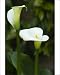 Photographic Prints of CRH-1028 Arum lillies - tuberous perennials grown for their leaves and trumpet from Ardea Wildlife Pets