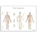 3B Scientific VR1820L Glossy UV Resistant Laminated Paper Body Acupuncture Anatomical Chart, Poster Size 20" Width x 26" Height