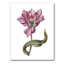 genus Tulipa 35 - 5" x 7" Museum Quality Greeting Card