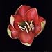 Coral Tulip Art Poster PRINT Unknown 8x8