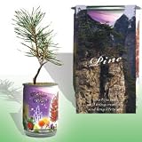 The Patent Magic Plant- Pine Tree