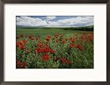 Beautiful Red Poppies Line a Roadside Field Near Moscow, Idaho Framed Photographic Poster Print by Michael Melford, 21x17