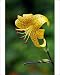 Photographic Prints of DAD-1815 Turks-cap Lily. The bulb produces up to 12 blooms each summer from Ardea Wildlife Pets