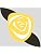 Yellow Rosettes on Gray
