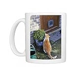 Photo Mugs of JD-20868 CAT. Cat sitting by a plant pot outside its cat flap from Ardea Wildlife Pets