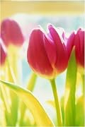 Tulips poster