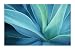 (24x36) Cactus Flower (Photograph) Nature Poster