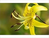41JdK3ntTJL. SL160  Photographic Prints of Tiger lily (Lilium sp.) from Science Photo Library