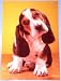 Basset Hound Puppy Postcard by Walter Chandoha