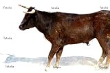 'Bull' Wall Decal - 18"W x 12"H Removable Graphic