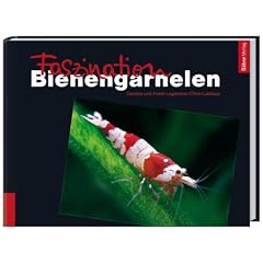 Faszination Bienengarnelen