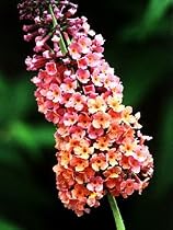 Bicolor Butterfly Bush