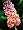 Bicolor Butterfly Bush