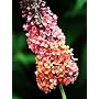 Bicolor Butterfly Bush