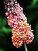 Bicolor Butterfly Bush