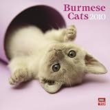 Burmese Cats 2010 Square Wall