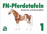 Produkt-Bild: FN-Pferdetafeln Set 1: FN-Pferdetafeln. Mappe I: Enth&auml;lt Tafel 1 - 13: Fuer Pferde giftige Pflanzen - Lage erkennbarer Veraenderungen - Farben und ... Die Hufe - Der Kreislauf - Die Atmungsorgane