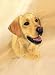 Yellow Labrador Retriever Lab Playing Cards - Art by Robert May