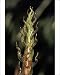 Photographic Prints of PPG-1602 Bamboo - head of shoot from Ardea Wildlife Pets