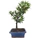 Chinese Yew / Buddhist Pine (Podocarpus) Bonsai Tree