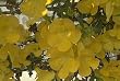 Yellow Trumpet Creeper One Gallon