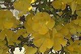 Yellow Trumpet Creeper One Gallon