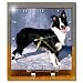 Dogs Border Collie - Border Collie - Desk Clocks