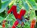 Garten & Freizeit : Thai Dragon Capsicum annuum Chili Samen