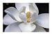 Magnolia Flower Art Photography Poster 24 X 36"