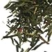 Tavalon | Green Tea | Pom Green, 1/2 LBS Bulk Bag