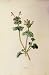 Antique Colour Botanical Print C1890 Henbit Pink Plant