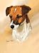 terrier32 - Jack Russell Playing Cards Art by Robert May