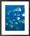 Atlantic Spadefish, Hol Chan Marine Park, Ambergris Caye, Barrier Reef, Belize Animals Framed Art Poster Print by Stuart Westmorland, 18x22