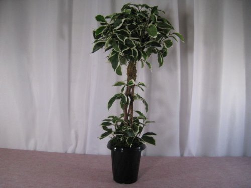 人工観葉植物・ハワイヤンフイカストピアリー・光触媒品コストゼロの空気清浄機