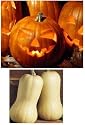 PUMPKIN and BUTTERNUT SQUASH seeds