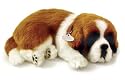 Perfect Petzzz St. Bernard