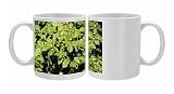 Ppg-1306 Sessile Oak - Leaves Photo Mugs