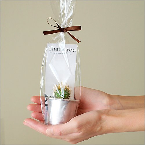 solxsol サボテン Cacti pot 11457