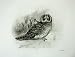 1907 Short Eared Owl Asio Brachyotus Adult Male Bird