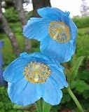 41JjqNZX30L. SL160  10 HIMALAYAN BLUE POPPY (Tibetan) Meconopsis Betonicifolia Flower Seeds