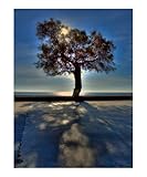IMAGE OF Tree with the shade Stretched Canvas Poster Print by Joanna Pechmann, 20x24