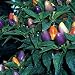 Hot Pyramid Chile Pepper 15 Seeds
