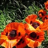 41Jl85tuSYL. SL160  Oriental Poppy Mix   50000 Seeds
