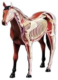 3D Horse Anatomy Model Puzzle