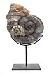 Ammonite