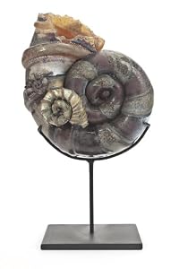 Ammonite