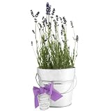 Garden in a Pail Heirloom Lavender Growing