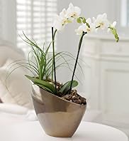 Planted Orchid Bowl